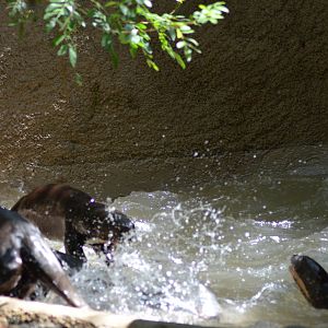Giant Otters At Play