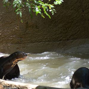 Giant Otters At Play