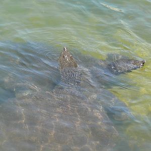 (wild) Nile soft shell Turtles in Dalyan, 25/07/13