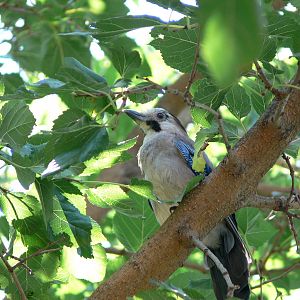(wild) Eurasian Jay in Dalyan, 25/07/13