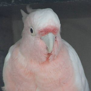 Major Mitchell's cockatoo