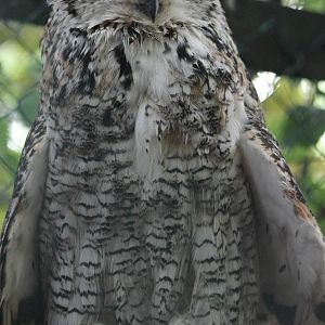 Canadian eagle-owl adult