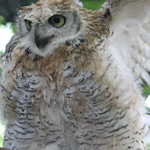 Canadian eagle-owl young