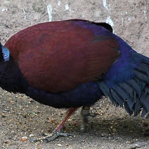 Pheasant pigeon
