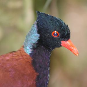 Pheasant pigeon
