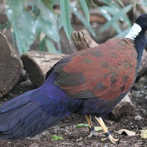 White-naped pheasant pigeon
