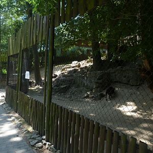 Pygmy goat enclosure