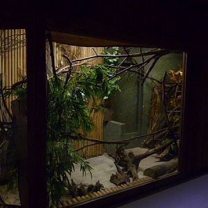 African dwarf croc enclosure