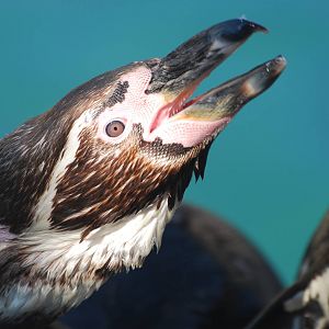 Humboldt penguin