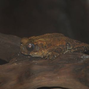 Bony-headed toad