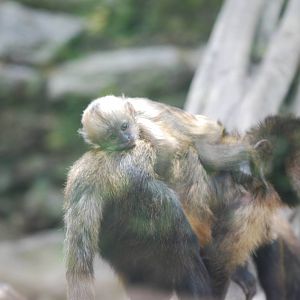 Baby buffy-headed capuchin monkey