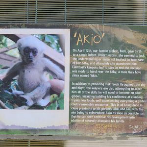 Baby pileated gibbon signage