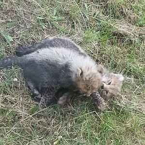 KTs cheetah cubs 1/8/13