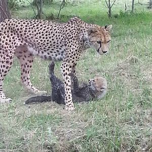 KTs cheetah cubs 1/8/13