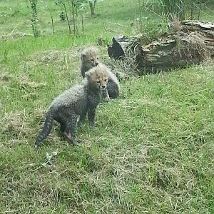 KTs cheetah cubs 1/8/13