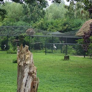 Oriental Stork (Ciconia boyciana)