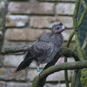 Western Plantain-eater (Crinifer piscator)