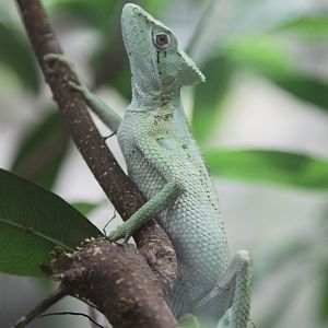 Serrated Casquehead (Laemanctus serratus)