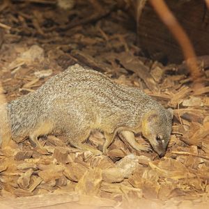 Narrow-striped Mongoose (Mungotictis decemlineata)