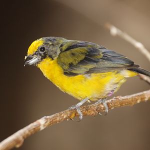 Thick-billed Euphonia (Euphonia laniirostris) male