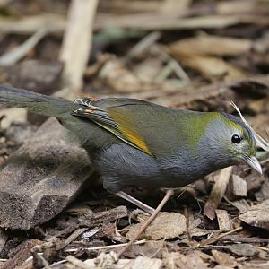 Omei Shan Liocichla (Liocichla omeiensis)
