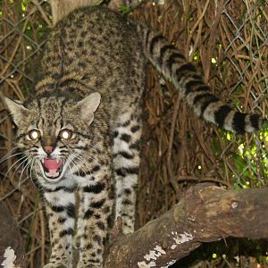 2013 Bioparque M'Bopicua