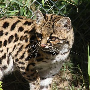 2013 Bioparque M'Bopicua