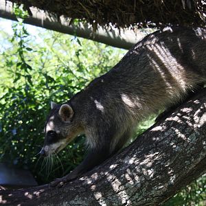 2013 Bioparque M'Bopicua