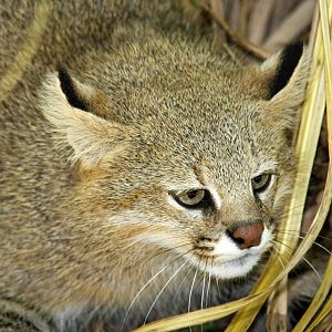 2013 Bioparque M'Bopicua
