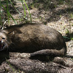 2013 Bioparque M'Bopicua