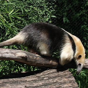 2013 Bioparque M'Bopicua