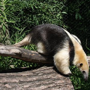 2013 Bioparque M'Bopicua