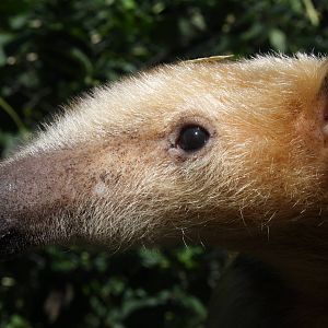 2013 Bioparque M'Bopicua