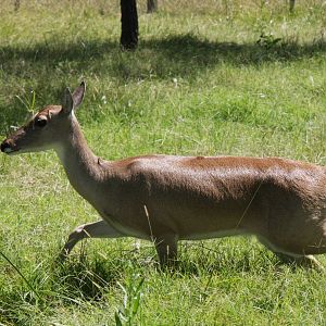2013 Bioparque M'Bopicua