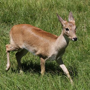 2013 Bioparque M'Bopicua