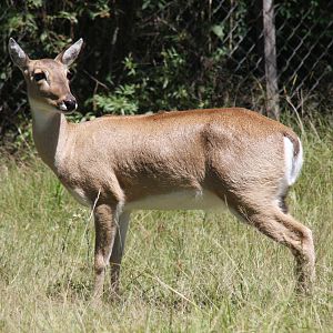 2013 Bioparque M'Bopicua