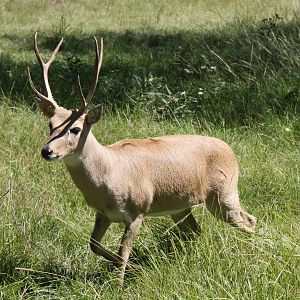 2013 Bioparque M'Bopicua