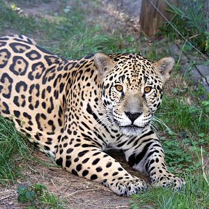 2013 Bioparque M'Bopicua