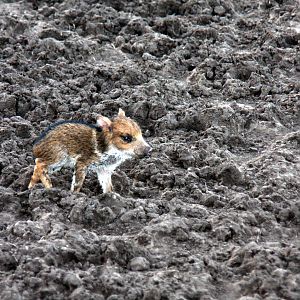 2013 Bioparque M'Bopicua