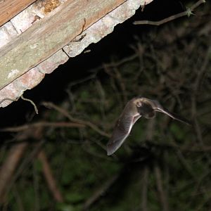 2013 Bioparque M'Bopicua