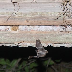 2013 Bioparque M'Bopicua