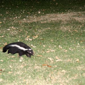 2013 Bioparque M'Bopicua