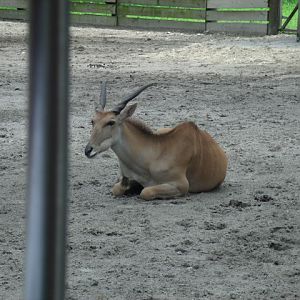 Common Eland