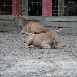 Common Eland