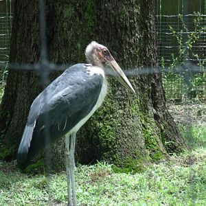 Marabou Stork