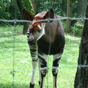 Okapi