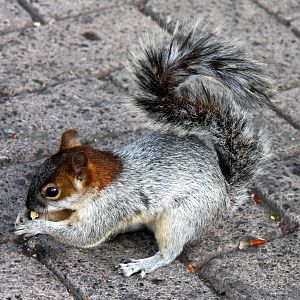 2013 Chapultepec Zoo