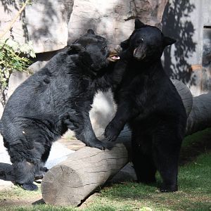 2013 Chapultepec Zoo
