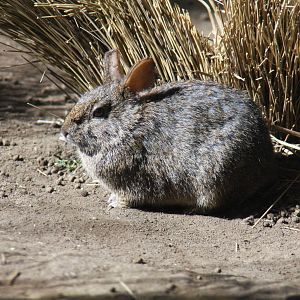 2013 Chapultepec Zoo
