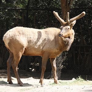 2013 Chapultepec Zoo